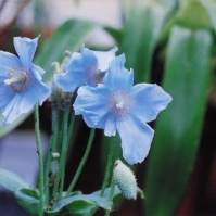 2002-05-24 東京都薬用植物園 並んでいるヒマラヤの青いケシ