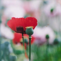 2003-05-22 東京都小平市 東京都薬用植物園 ケシ