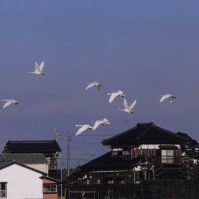 2001-12-11 本埜村 家屋と白鳥