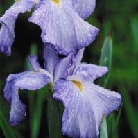 2007-06-01 花の家 水の滴るハナショウブ