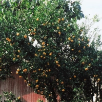 2004-01-10 花の家・ミカン