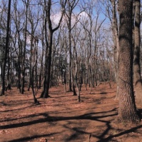 2012-03-08 東村山市 村山貯水池・狭山公園 木々と空