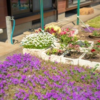 2017-05-05 13;59 花の家 芝桜と発泡スチロールの鉢植えの花