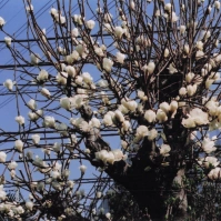 2009-04-22 花の家 白木蓮